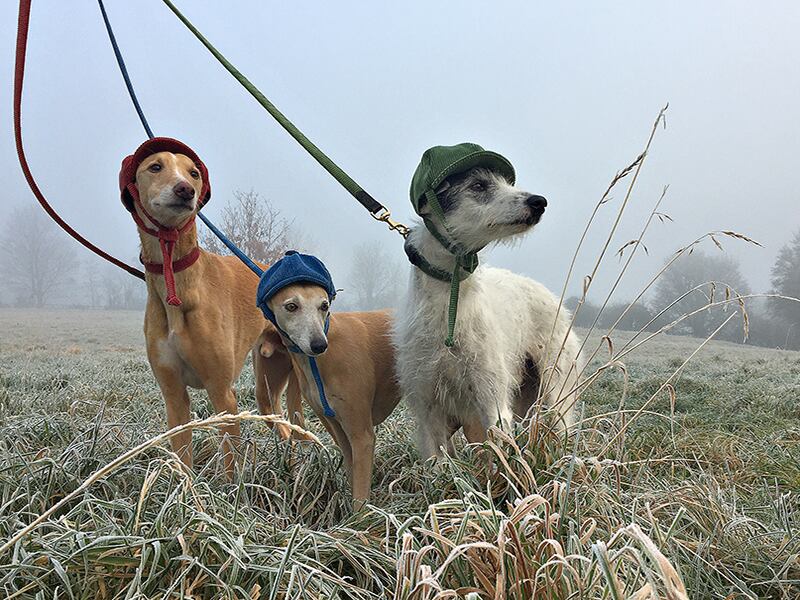Dogs wearing hats