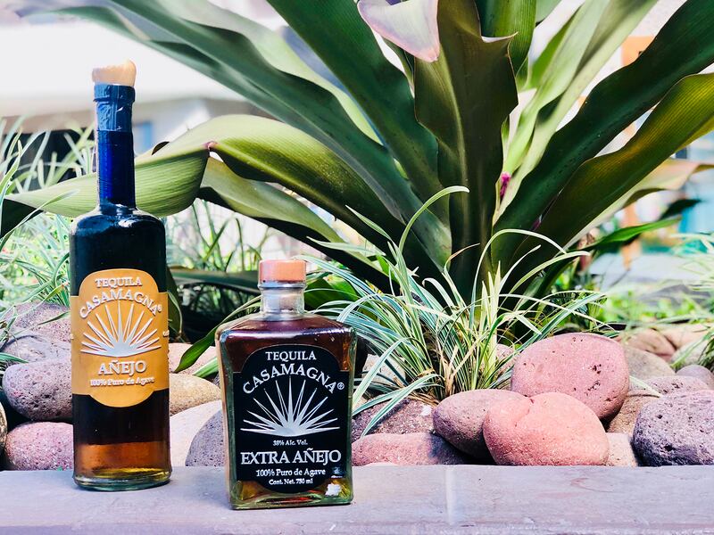 CasaMagna tequila bottles set against green plant. Tequila is made from the Agave plant