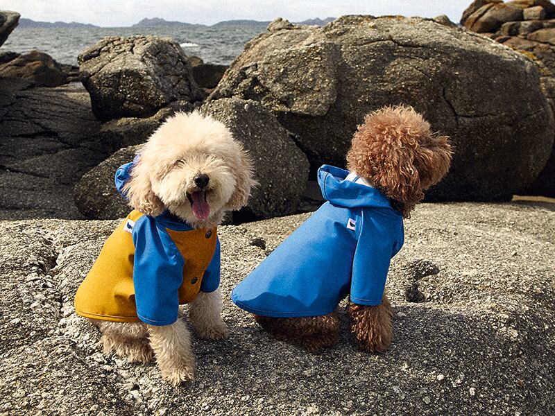 Dogs in luxury raincoat accessories