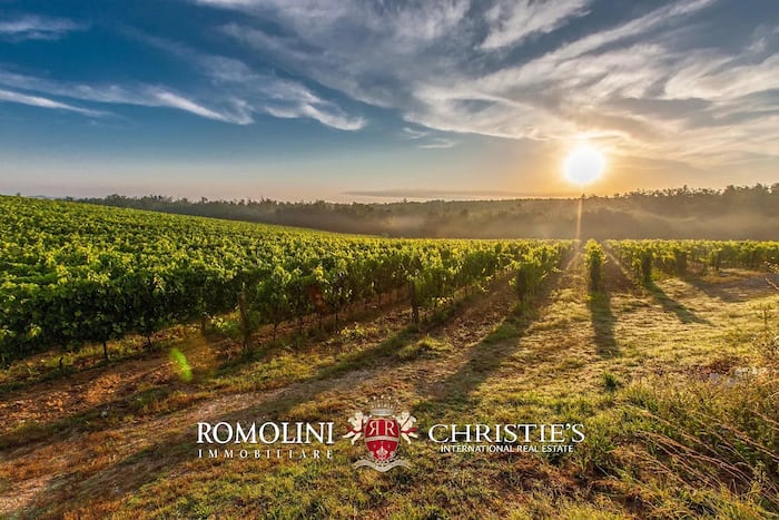 Property located at Vineyard in Castagneto Carducci, Italy