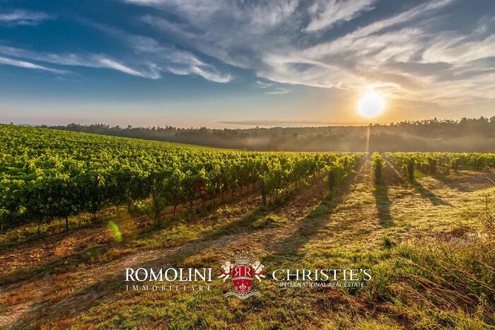 Property located at Vineyard in Castagneto Carducci, Italy