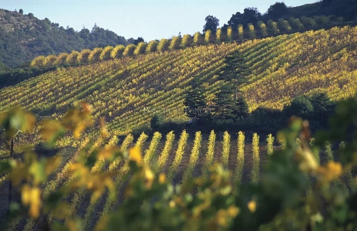 Property located at Vineyard in Limoux, France
