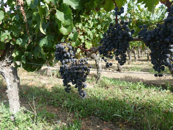 Property located at Vineyard in Saint-Émilion, France