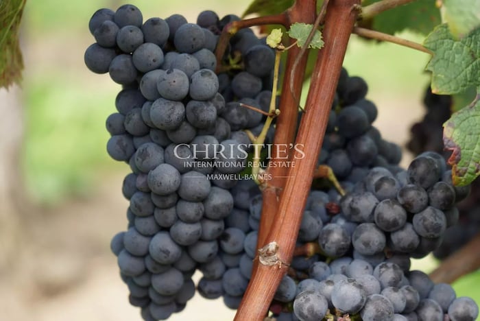 Property located at Vineyard in Saint-Émilion, France