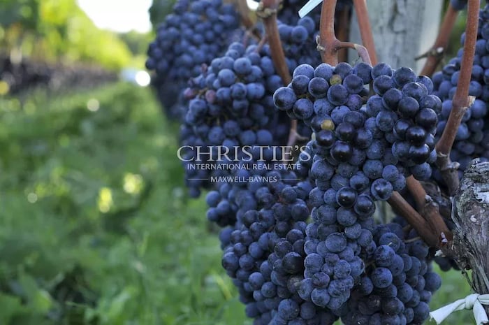 Property located at Vineyard in Saint-Émilion, France