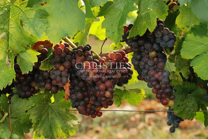 Property located at Vineyard in Saint-Émilion, France