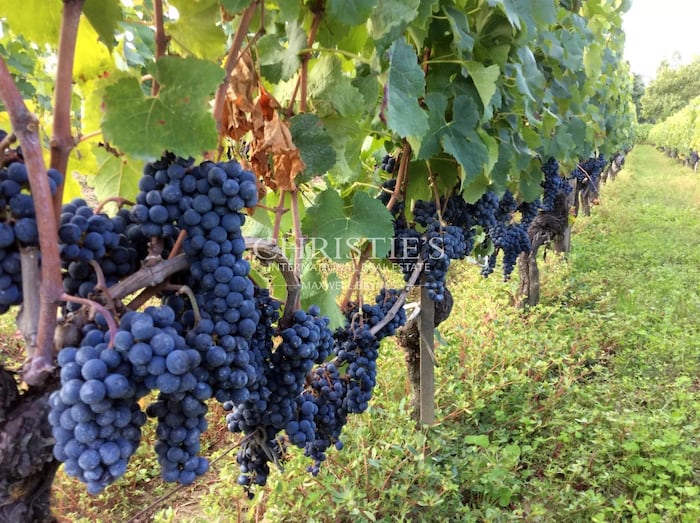 Property located at Vineyard in Saint-Émilion, France