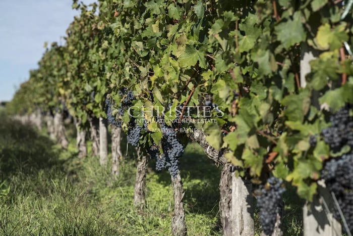 Property located at Vineyard in Saint-Émilion, France